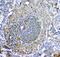 Aryl Hydrocarbon Receptor Interacting Protein antibody, M02759, Boster Biological Technology, Immunohistochemistry paraffin image 