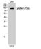 Ribosomal Protein S6 Kinase A4 antibody, STJ90952, St John