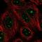 GLE1 RNA Export Mediator antibody, NBP2-56561, Novus Biologicals, Immunocytochemistry image 