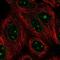 Nucleoporin GLE1 antibody, NBP2-56561, Novus Biologicals, Immunocytochemistry image 