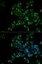 TNF Superfamily Member 11 antibody, LS-C332159, Lifespan Biosciences, Immunofluorescence image 