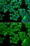 Protein Phosphatase 4 Catalytic Subunit antibody, GTX65836, GeneTex, Immunofluorescence image 