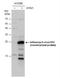 Influenza A Virus NS1 antibody, NBP2-42871, Novus Biologicals, Western Blot image 