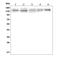 AXL Receptor Tyrosine Kinase antibody, A00226-2, Boster Biological Technology, Western Blot image 