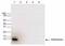 Histone Cluster 4 H4 antibody, CI1039, Boster Biological Technology, Western Blot image 