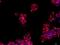 UL16 Binding Protein 3 antibody, NBP2-31866, Novus Biologicals, Immunofluorescence image 