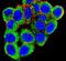 Promyelocytic Leukemia antibody, PA5-12185, Invitrogen Antibodies, Immunofluorescence image 