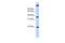 Single Stranded DNA Binding Protein 3 antibody, PA5-44323, Invitrogen Antibodies, Western Blot image 