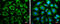 Leucine Rich Pentatricopeptide Repeat Containing antibody, GTX109558, GeneTex, Immunofluorescence image 