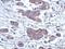 Ribonuclease H1 antibody, GTX117624, GeneTex, Immunohistochemistry paraffin image 