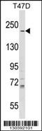 Ras GTPase-activating-like protein IQGAP1 antibody, 58-784, ProSci, Western Blot image 