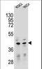 Transcription Factor B2, Mitochondrial antibody, LS-C161818, Lifespan Biosciences, Western Blot image 