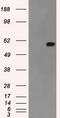 Nuclear Receptor Binding Protein 1 antibody, TA500443S, Origene, Western Blot image 