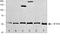 SMAD Family Member 1 antibody, 38-5400, Invitrogen Antibodies, Western Blot image 