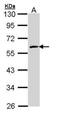 Flavin Containing Dimethylaniline Monoxygenase 2 antibody, PA5-22068, Invitrogen Antibodies, Western Blot image 