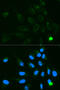 UDP Glucuronosyltransferase Family 1 Member A9 antibody, 16-677, ProSci, Immunofluorescence image 