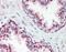 Chaperone protein DnaK antibody, orb88567, Biorbyt, Immunohistochemistry paraffin image 