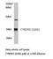 Cytochrome B5 Reductase 3 antibody, LS-C177475, Lifespan Biosciences, Western Blot image 