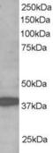 Ring Finger Protein 39 antibody, 45-841, ProSci, Enzyme Linked Immunosorbent Assay image 