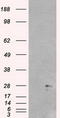 Neurogenin 1 antibody, TA500304S, Origene, Western Blot image 