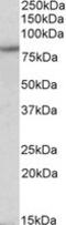 Hyperpolarization Activated Cyclic Nucleotide Gated Potassium Channel 3 antibody, LS-C139698, Lifespan Biosciences, Western Blot image 