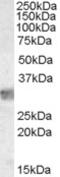 MYD88 Innate Immune Signal Transduction Adaptor antibody, EB06667, Everest Biotech, Western Blot image 