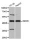 Dipeptidase 1 antibody, abx004806, Abbexa, Western Blot image 