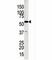 Glycerol Kinase 2 antibody, F40081-0.4ML, NSJ Bioreagents, Immunohistochemistry frozen image 