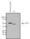 HRV3c Recognition Site antibody, PA1-118, Invitrogen Antibodies, Immunoprecipitation image 
