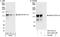 Spliceosome Associated Factor 3, U4/U6 Recycling Protein antibody, A301-521A, Bethyl Labs, Western Blot image 