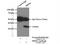 Ribose-phosphate pyrophosphokinase 1 antibody, 15549-1-AP, Proteintech Group, Immunoprecipitation image 
