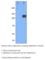 Mitogen-Activated Protein Kinase Kinase Kinase 12 antibody, MAP3K12-101AP, FabGennix, Western Blot image 