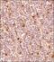 Granzyme B antibody, NBP2-59678, Novus Biologicals, Immunohistochemistry frozen image 