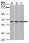 Karyopherin Subunit Alpha 4 antibody, PA5-21749, Invitrogen Antibodies, Western Blot image 