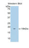 Fibronectin Type III Domain Containing 5 antibody, LS-C293925, Lifespan Biosciences, Western Blot image 
