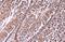 Paxillin antibody, GTX125891, GeneTex, Immunohistochemistry paraffin image 