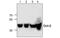 POU Class 2 Homeobox 2 antibody, MBS837543, MyBioSource, Western Blot image 