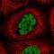 YJU2 Splicing Factor Homolog antibody, PA5-65966, Invitrogen Antibodies, Immunofluorescence image 