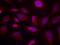 Activating Transcription Factor 2 antibody, GTX50110, GeneTex, Immunofluorescence image 