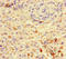 Vestigial Like Family Member 4 antibody, LS-C679983, Lifespan Biosciences, Immunohistochemistry paraffin image 