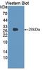 Lamin B1 antibody, LS-C718755, Lifespan Biosciences, Western Blot image 