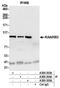 Cap-specific mRNA (nucleoside-2 -O-)-methyltransferase 1 antibody, A300-303A, Bethyl Labs, Immunoprecipitation image 