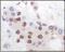 MAPK Activated Protein Kinase 5 antibody, 32-205, ProSci, Immunohistochemistry frozen image 