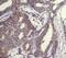 KDEL  antibody, 14-9768-80, Invitrogen Antibodies, Immunohistochemistry paraffin image 