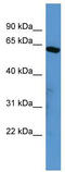 SRY-Box 10 antibody, TA333906, Origene, Western Blot image 
