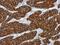 Keratin 15 antibody, PA5-34835, Invitrogen Antibodies, Immunohistochemistry paraffin image 