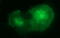 Interleukin 10 Receptor Subunit Alpha antibody, LS-C338293, Lifespan Biosciences, Immunofluorescence image 