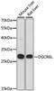 DiGeorge Syndrome Critical Region Gene 6 Like antibody, 15-926, ProSci, Western Blot image 