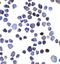 Inositol Polyphosphate-4-Phosphatase Type II B antibody, PA5-72878, Invitrogen Antibodies, Immunocytochemistry image 