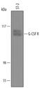 Colony Stimulating Factor 3 Receptor antibody, AF6039, R&D Systems, Western Blot image 